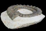 Devonian Ammonite (Anetoceras) - Morocco #99907-2